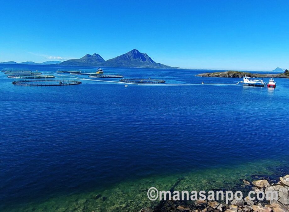 salmon aquaculture