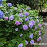 紫陽花