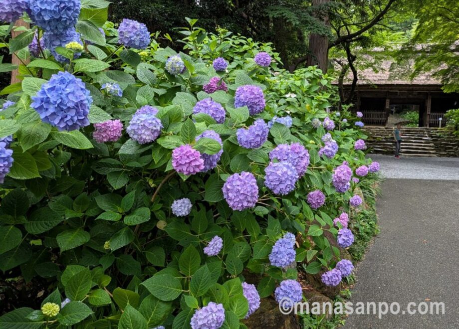 紫陽花